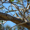 Striated Pardalote