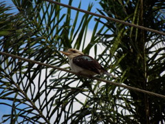 Laughing Kookaburra