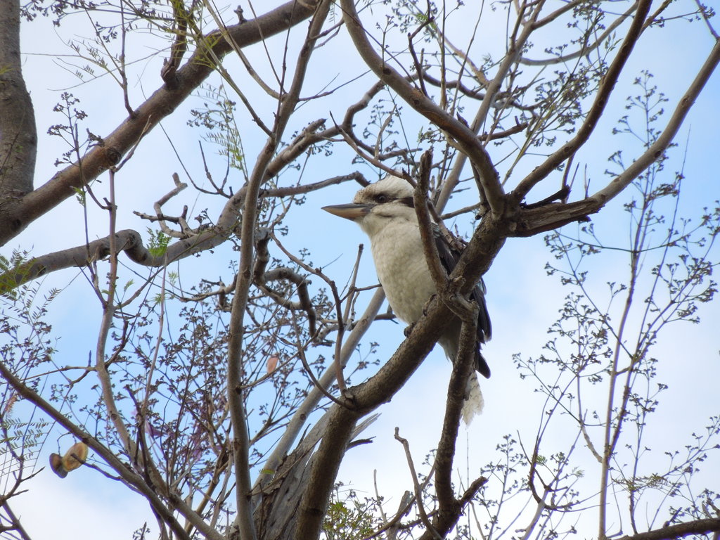 Laughing Kookaburra