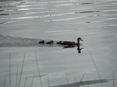 Duck Family