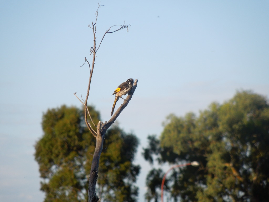 New Holland Honeyeater