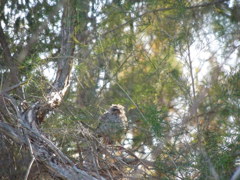 Red Wattlebird's baby