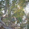 Red Wattlebird's baby