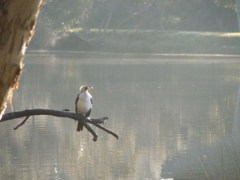 Laughing Kookaburra