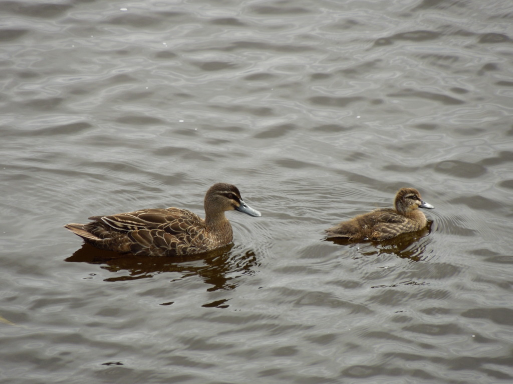 Duck