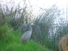 White-faced Heron