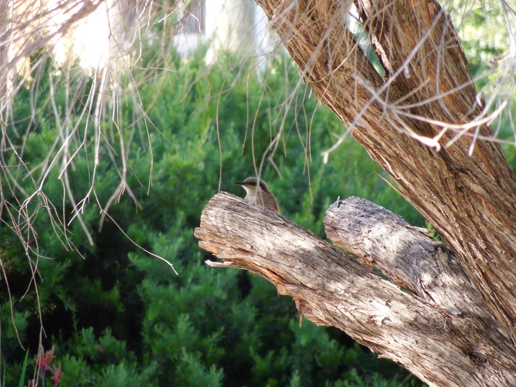 Brown Honeyeater