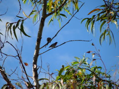 Mistletoebird