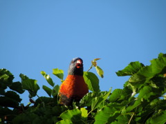 Rainbow lorikeet