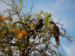 Red Wattlebird