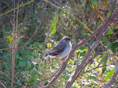 Red Wattlebird's baby