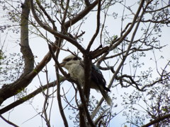 Laughing Kookaburra