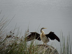 Australasian Darter