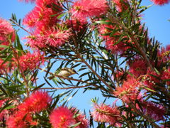 Brown Honeyeater