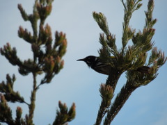 New Holland Honeyeater