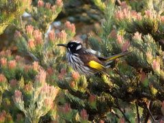 New Holland Honeyeater