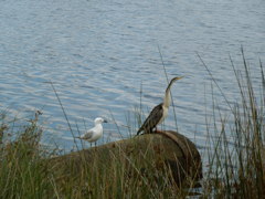 Australasian Darter