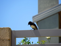 Willie Wagtail