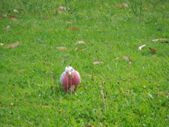 Galah