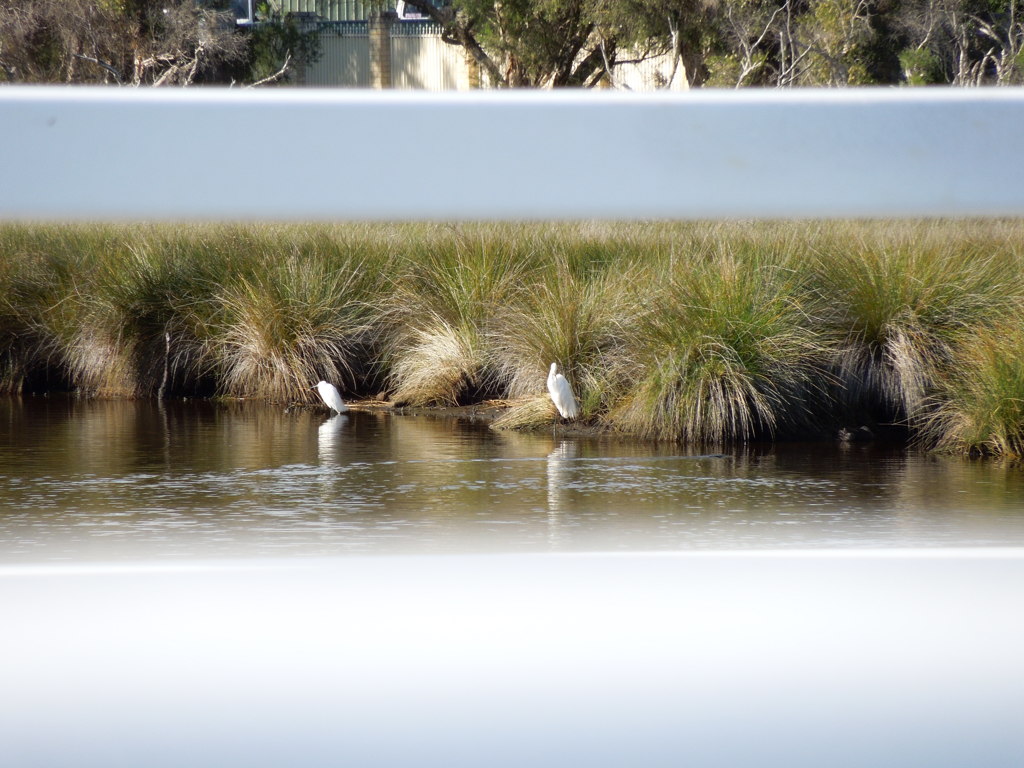 Intermediate Egret