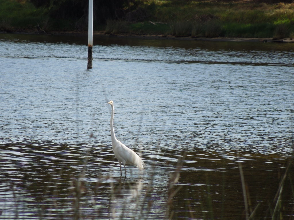 Intermediate Egret