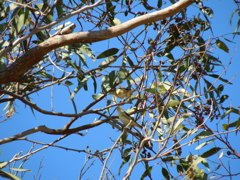 Striated Pardalote