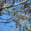 Striated Pardalote