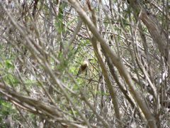 Brown Honeyeater