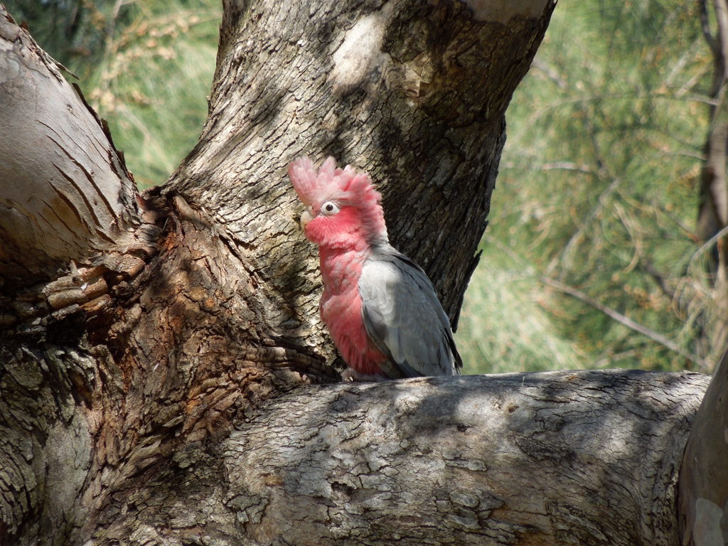 Galah