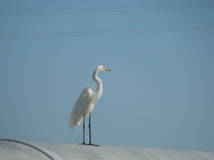 Intermediate Egret