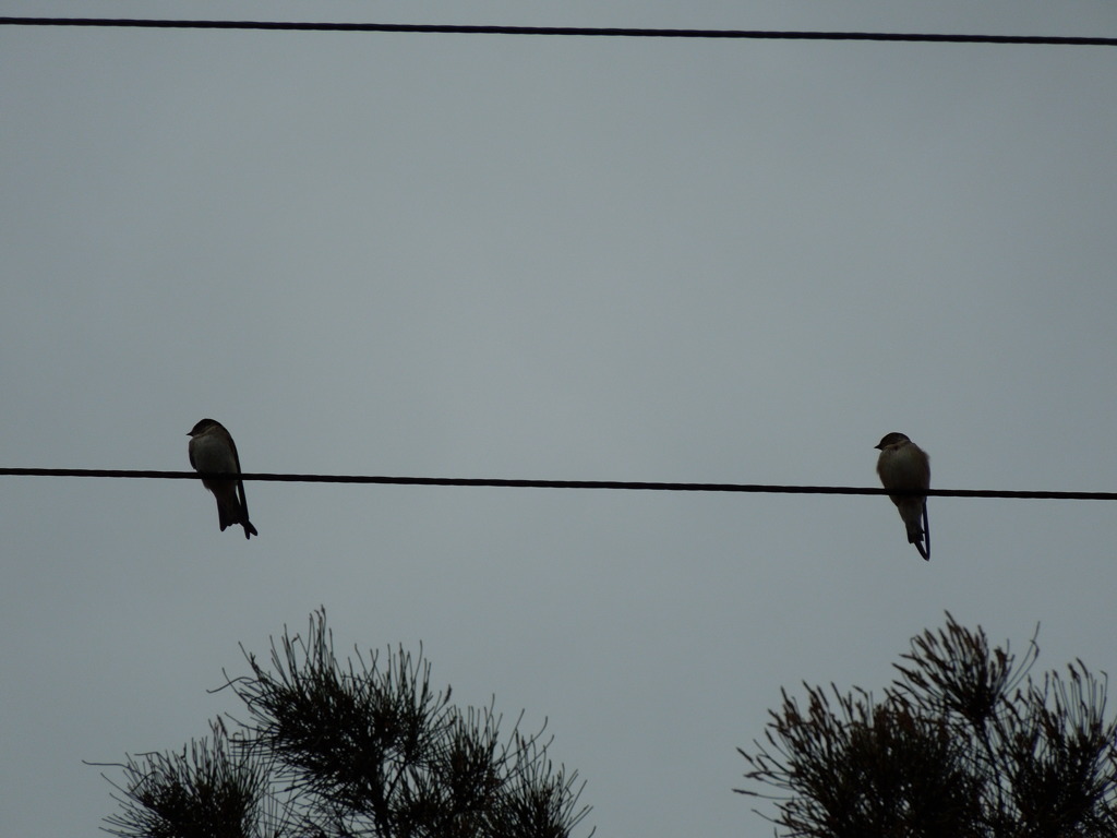 Welcome Swallow