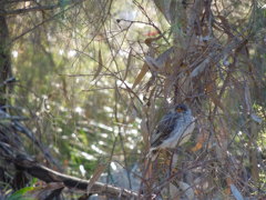 Red Wattlebird's baby