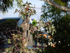 Rainbow lorikeet