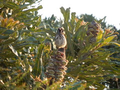 New Holland Honeyeater