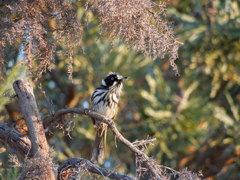 New Holland Honeyeater