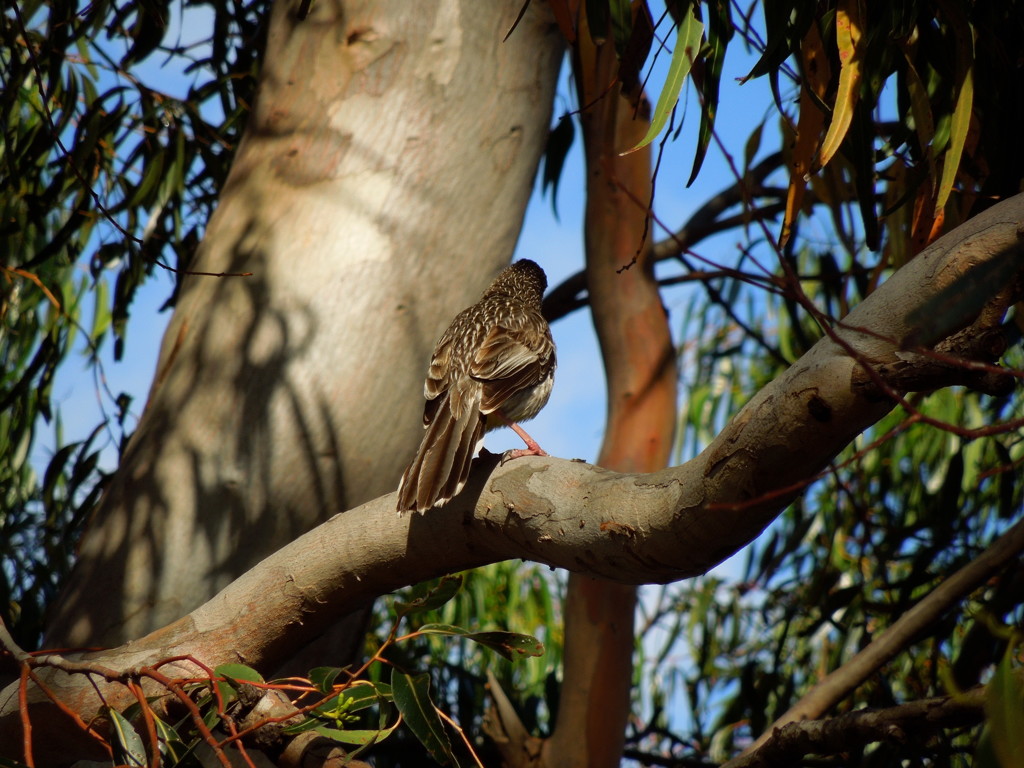 Brown Songlark