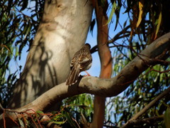 Brown Songlark