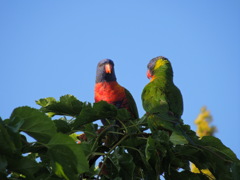 Rainbow lorikeet