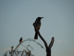 New Holland Honeyeater