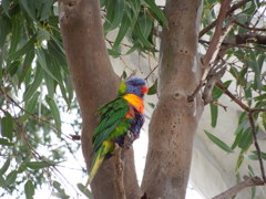 Rainbow lorikeet