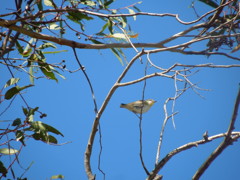 Striated Pardalote