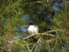 Willie Wagtail