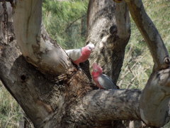 Galah - Mother and Child