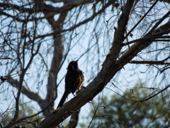 New Holland Honeyeater