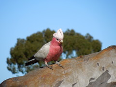 Galah