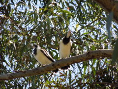 Magpie-lark