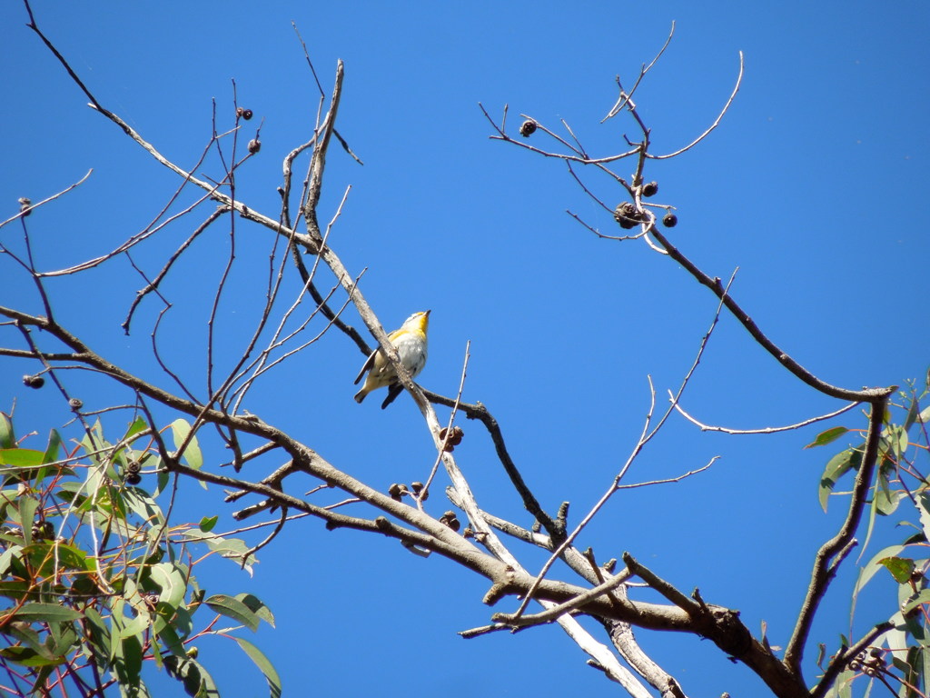 Striated Pardalote