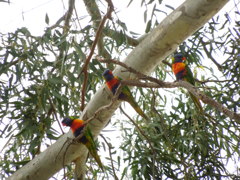 Rainbow lorikeet