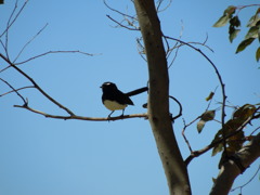 Willie Wagtail