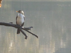 Laughing Kookaburra